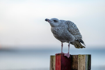Larus argentatus argentatus herring gull by the sea, sea birds, baltic birds, wild birds, nature, resting bird