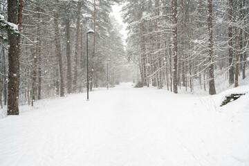 snow covered trees