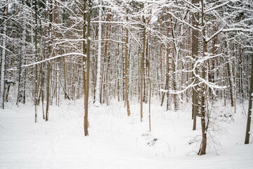snow covered trees