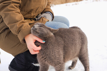 Naklejka premium Woman squatting play with a gray cat in a snowy backyard. Pets, comfort, christmas, winter and people concept young woman with cat