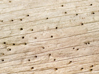 A fragment of a tree with many small holes made by beetles. Full-screen photo. Not seamless texture