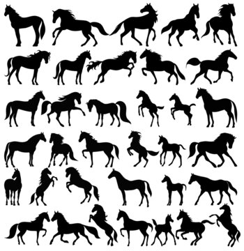 horses silhouette set ,on white background, vector