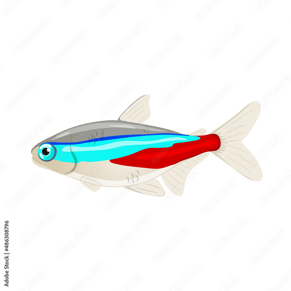 Wall mural Vector illustration of freshwater aquarium neon tetra, 