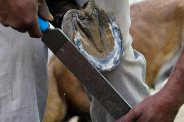 horse shoeing and a farrier