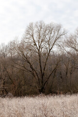 deciduous trees in the winter season without foliage