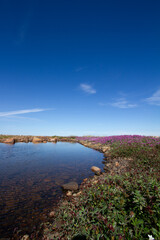 Beautiful arctic landscape in summer colours with pink flowers, blue skies and soft clouds, Arviat, Nunavut Canada
