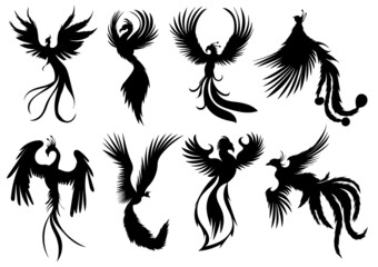 Obraz premium phoenix bird set silhouette ,on white background, vector