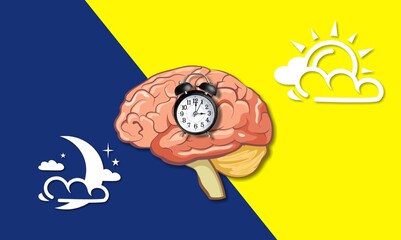 The circadian rhythms are controlled by circadian clocks or biological clock, brain illustration