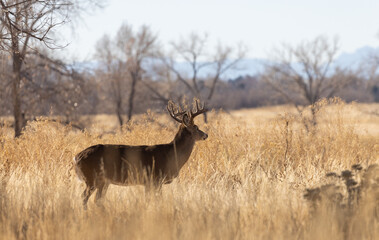 Buck Whitetail Deer in the Rut in Autumn in Colorado
