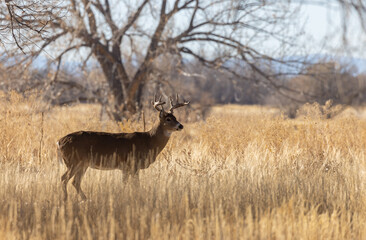 Naklejka na ściany i meble Buck Whitetail Deer in the Rut in Autumn in Colorado