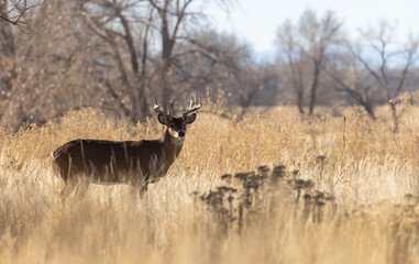 Buck Whitetail Deer in the Rut in Autumn in Colorado