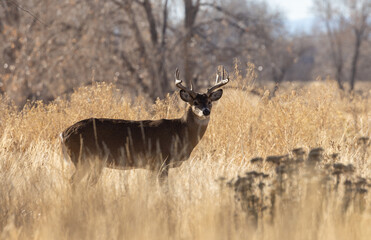 Buck Whitetail Deer in the Rut in Autumn in Colorado