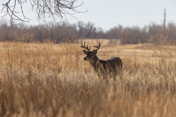 Buck Whitetail Deer in the Rut in Autumn in Colorado