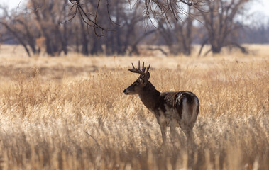 Buck Whitetail Deer in the Rut in Autumn in Colorado