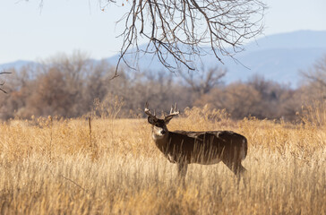 Buck Whitetail Deer in the Rut in Autumn in Colorado