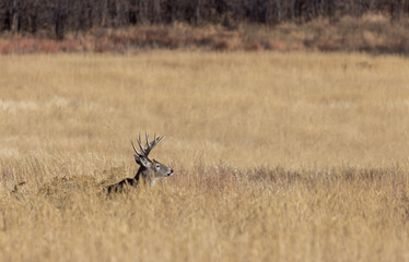 Buck Whitetail Deer in the Rut in Autumn in Colorado
