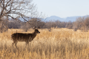 Naklejka premium Buck Whitetail Deer in the Rut in Autumn in Colorado