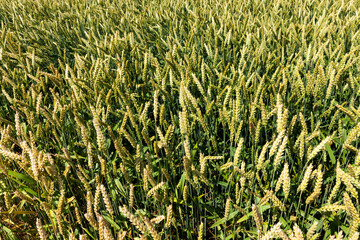 agricultural industrial field on which the grain harvest grows