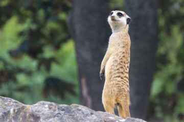 Fototapeta premium A funny meerkat stands high on a rock and performs an important watchdog job on a summer day. close-up.