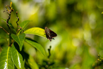 Moth on a green leaf