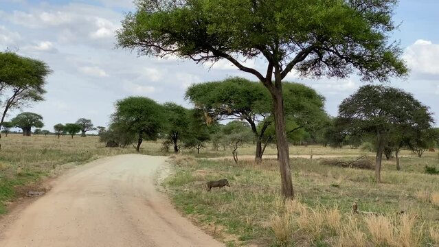 A cute wild boar walks in the Tarangire National Park. Safari in Africa. The amazing nature of Tanzania. Long shot.