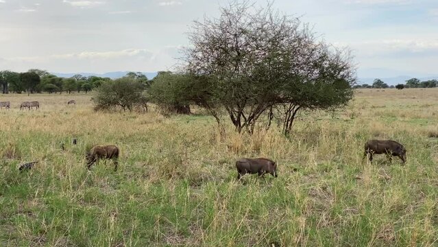 A group of wild boars graze in Tarangire National Park. The amazing nature of Tanzania. Safari in Africa. Long shot.