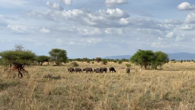 Buffalo family grazing in the fields of Tarangire National Park. Safari in Africa. The amazing nature of Tanzania. Long shot.