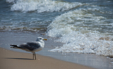 Seagulls on the sand of the sea beach in summer light. Creative natural background: seascape with seagulls
