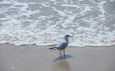 Seagulls on the sand of the sea beach in summer light. Creative natural background: seascape with seagulls