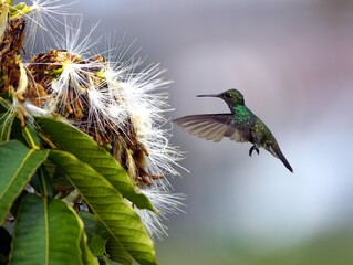 Glittering-throated Emeralds (Amazilia fimbriata) Trochilidae family. Amazon, Brazil.