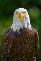 American Bald eagle closeup portrait