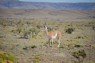 guanaco 