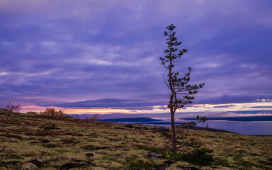A lone dwarf pine on a mountainside in the khibiny against the backdrop of a lake and clouds during sunset.