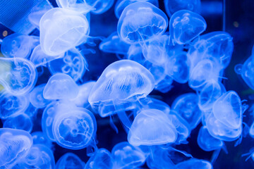 Many jellyfish swimming in the water and colorful lights.