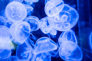 Many jellyfish swimming in the water and colorful lights.