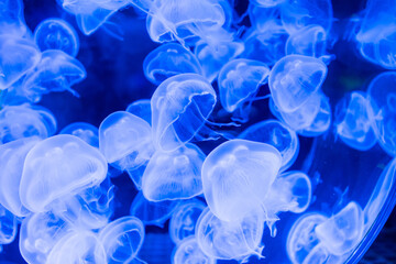 Many jellyfish swimming in the water and colorful lights.