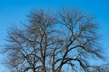 Kahler Baum mit blauem Himmel