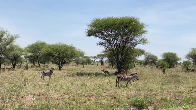 Several zebras and antelopes walk through green fields past trees in Tarangire National Park. The amazing nature of Tanzania. Safari in Africa. Long shot.