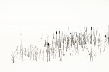 cattail reeds in snow - obrazy, fototapety, plakaty
