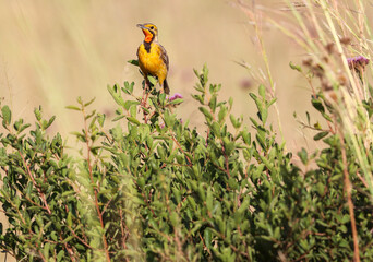 Cape Longclaw, Pilanesberg National Park