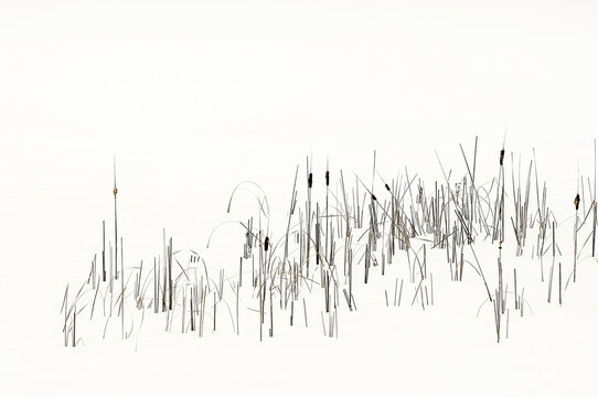 cattail reeds in snow