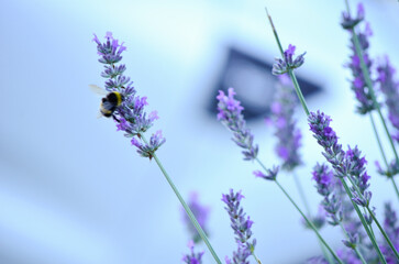 Fototapeta premium lavanda