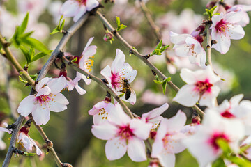Fototapeta na wymiar Bee flown towards the flower of the almond tree to collect the pollen
