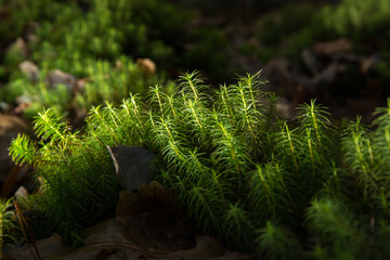 Mech płonnik pospolity (Polytrichum commune)