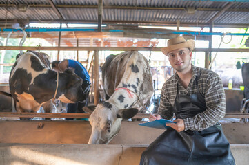 Fototapeta na wymiar Asian farmer Work in a rural dairy farm outside the city,Young people with cow