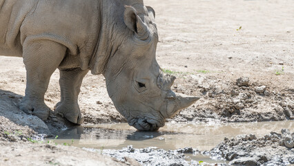 Obraz premium Rare white rhinoceros drinks water from a puddle