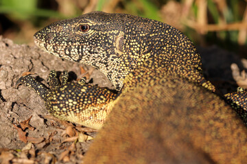 Nile Monitor, Kruger National Park