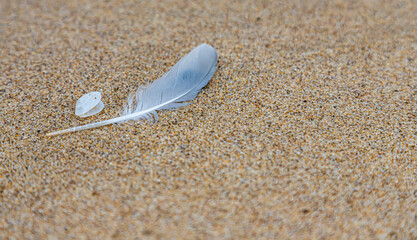 Sand texture. Copy space. Top view. Flat lay. Feather of a bird on wet sand close-up