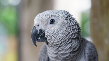 Africa Grey Parrot Bird