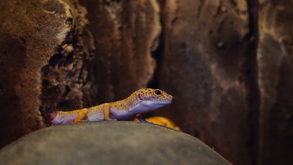 Leopard Gecko